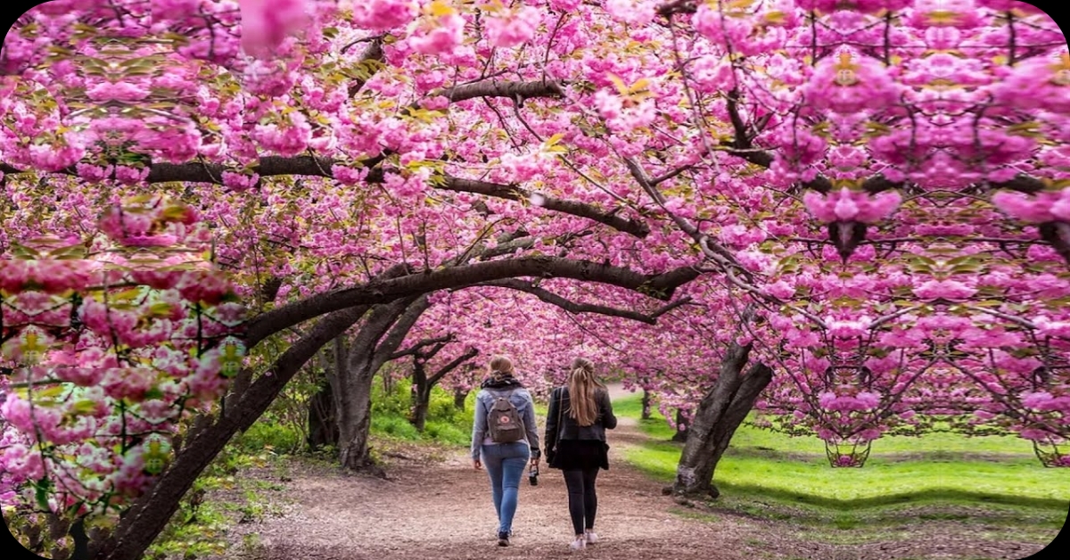 Optimizing Your Cherry Blossom Tree Care: A Comprehensive Guide.