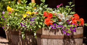 “How to Cultivate Lush Gardens in Wine Barrel Planters: A Complete Guide”